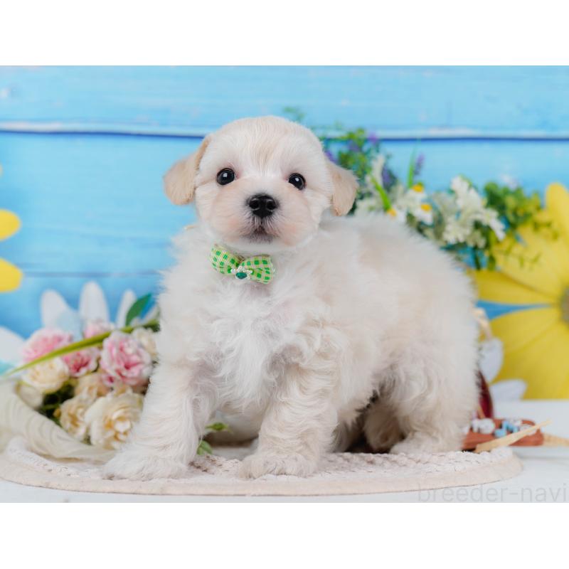 販売中の神奈川県のマルプー:マルチーズ×トイプードル-430042の8枚目