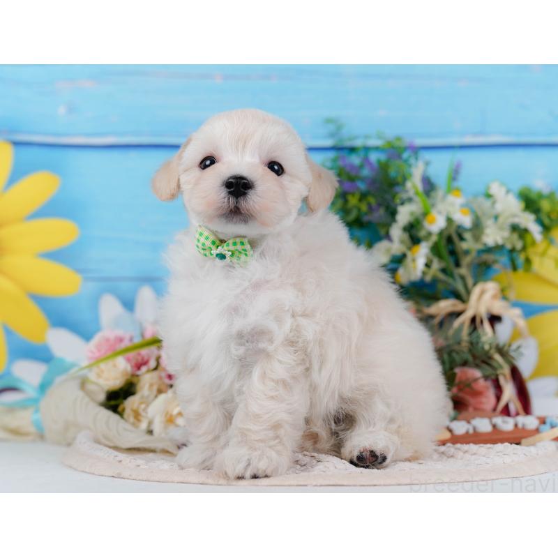 販売中の神奈川県のマルプー:マルチーズ×トイプードル-430042の7枚目