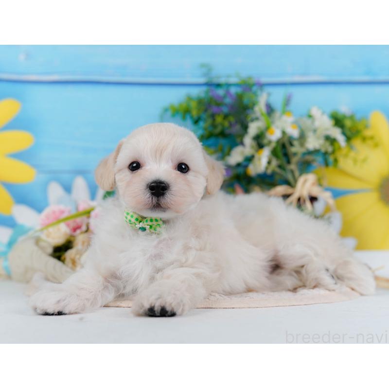 販売中の神奈川県のマルプー:マルチーズ×トイプードル-430042の6枚目