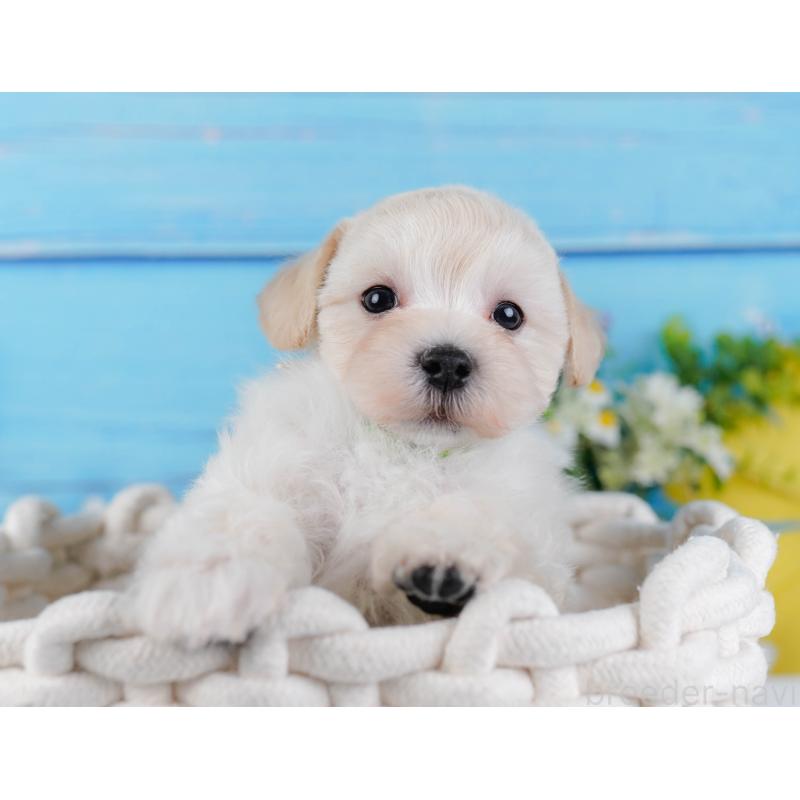 販売中の神奈川県のマルプー:マルチーズ×トイプードル-430042の5枚目