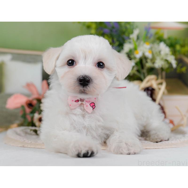 販売中の神奈川県のマルプー:マルチーズ×トイプードル-430043の11枚目