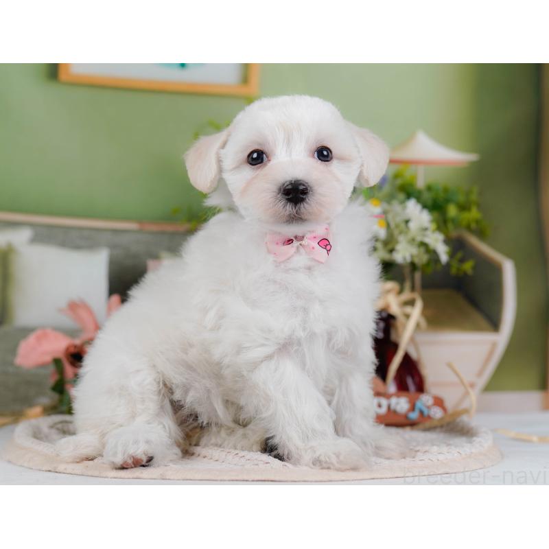 販売中の神奈川県のマルプー:マルチーズ×トイプードル-430043の9枚目