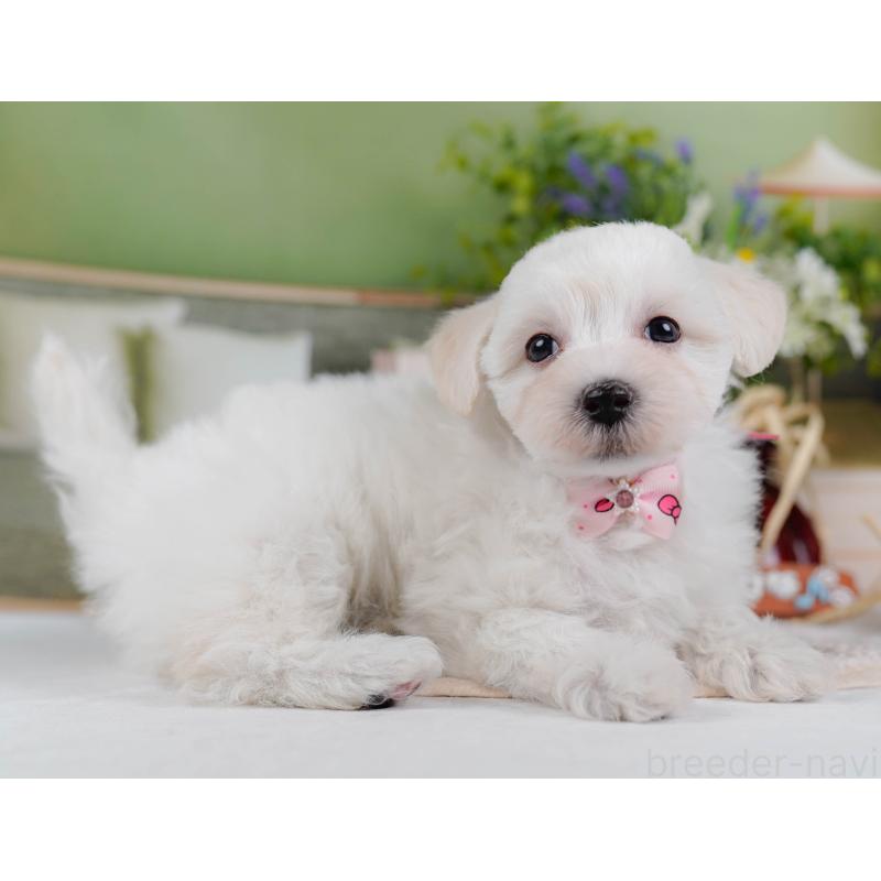 販売中の神奈川県のマルプー:マルチーズ×トイプードル-430043の7枚目