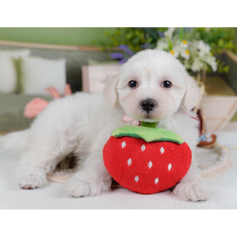 販売中の神奈川県のマルプー:マルチーズ×トイプードル-430043の6枚目