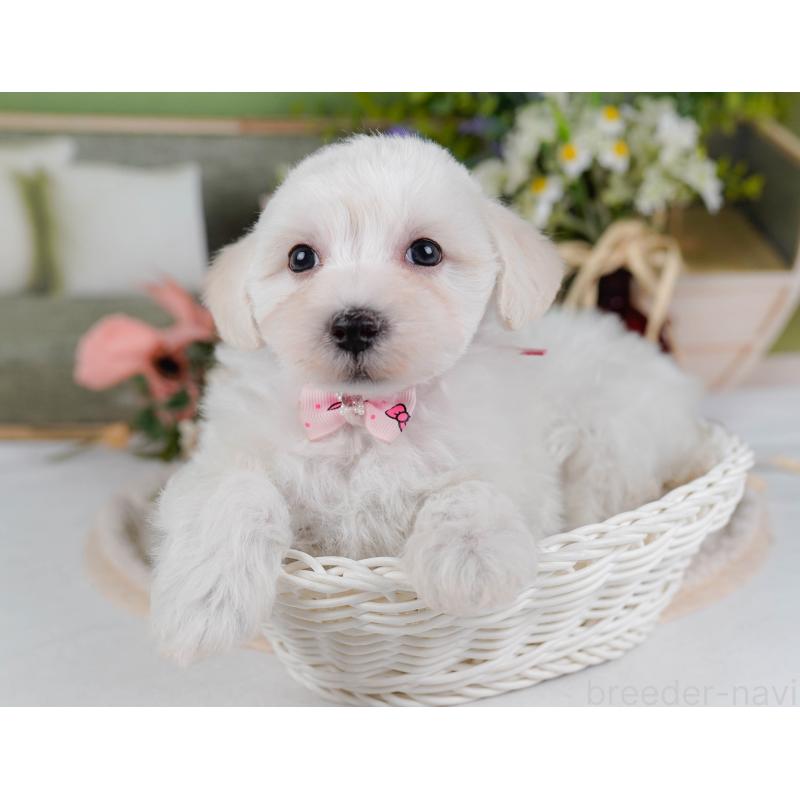 販売中の神奈川県のマルプー:マルチーズ×トイプードル-430043の5枚目