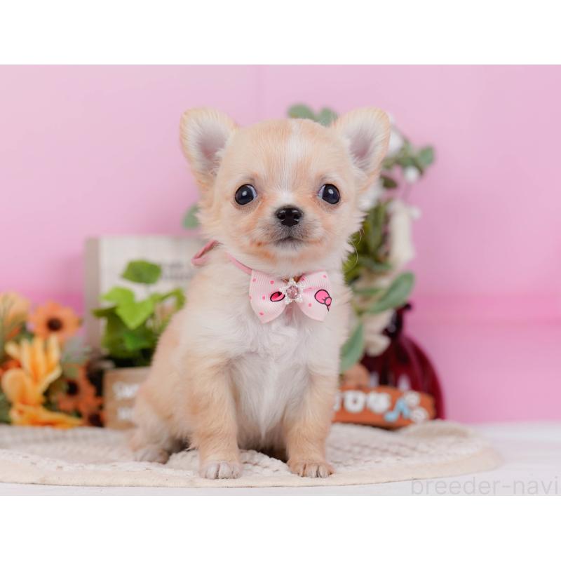 販売中の神奈川県のチワワ(ロングコート)-430045の12枚目