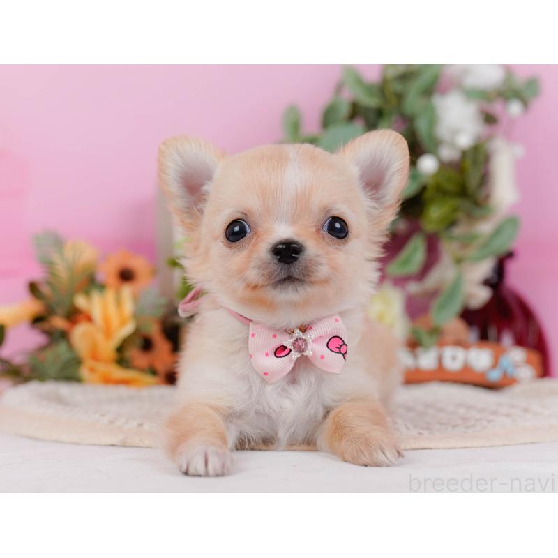 販売中の神奈川県のチワワ(ロングコート)-430045の11枚目