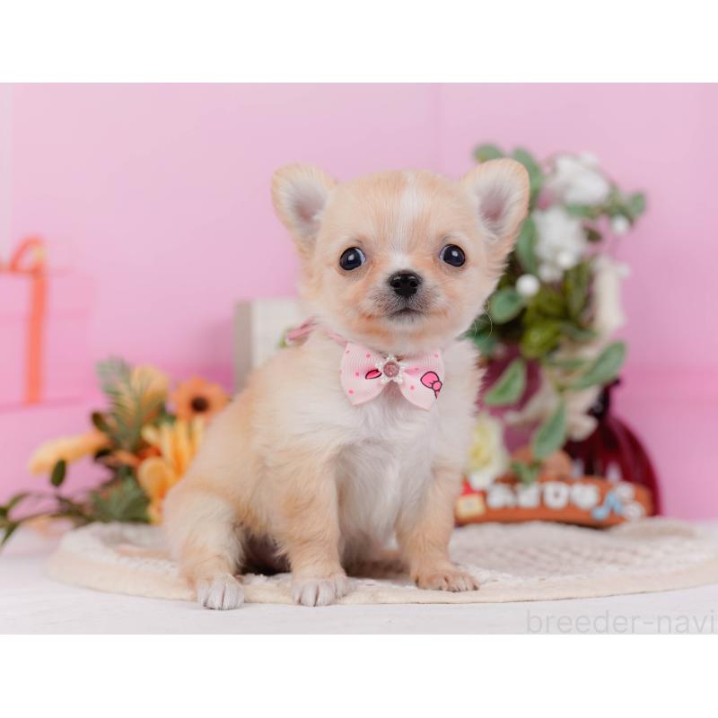 販売中の神奈川県のチワワ(ロングコート)-430045の10枚目