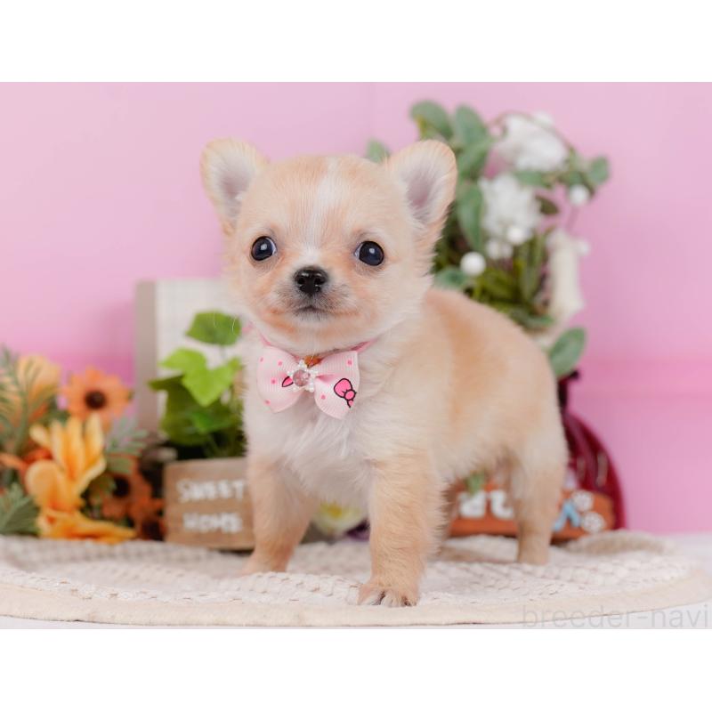 販売中の神奈川県のチワワ(ロングコート)-430045の9枚目