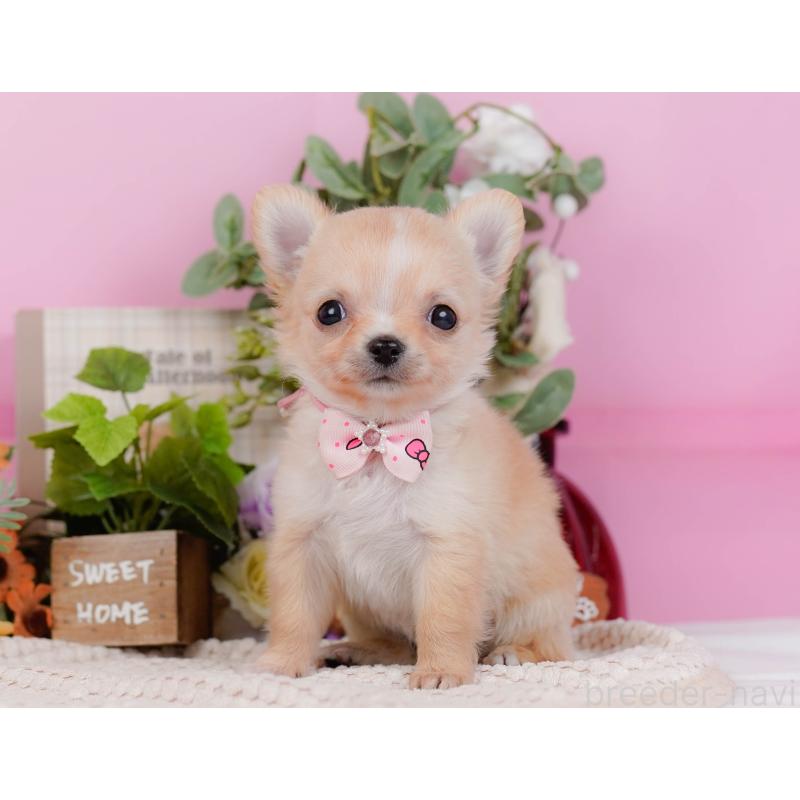 販売中の神奈川県のチワワ(ロングコート)-430045の8枚目