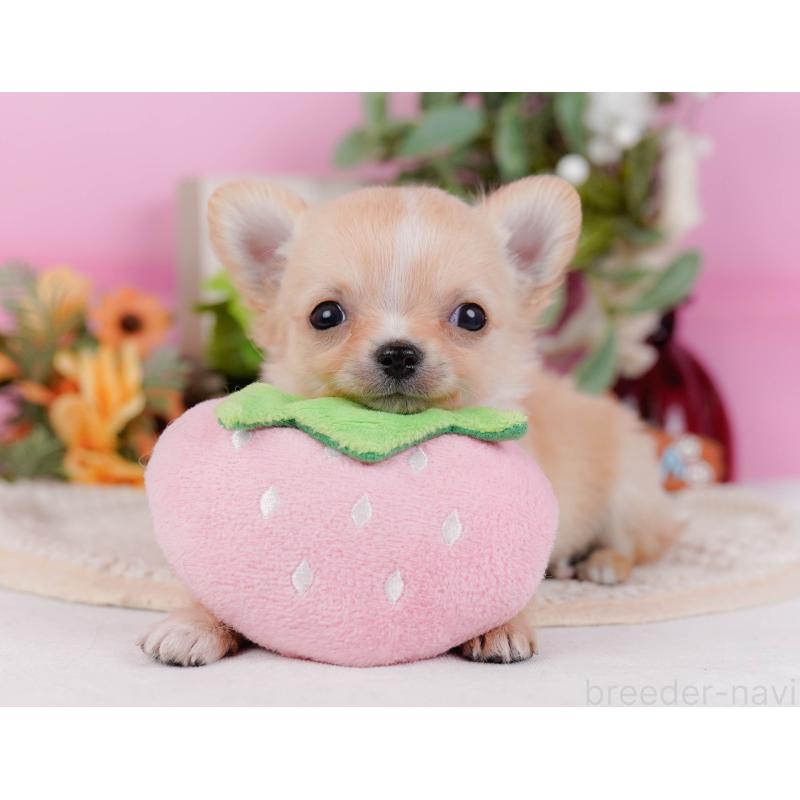 販売中の神奈川県のチワワ(ロングコート)-430045の7枚目