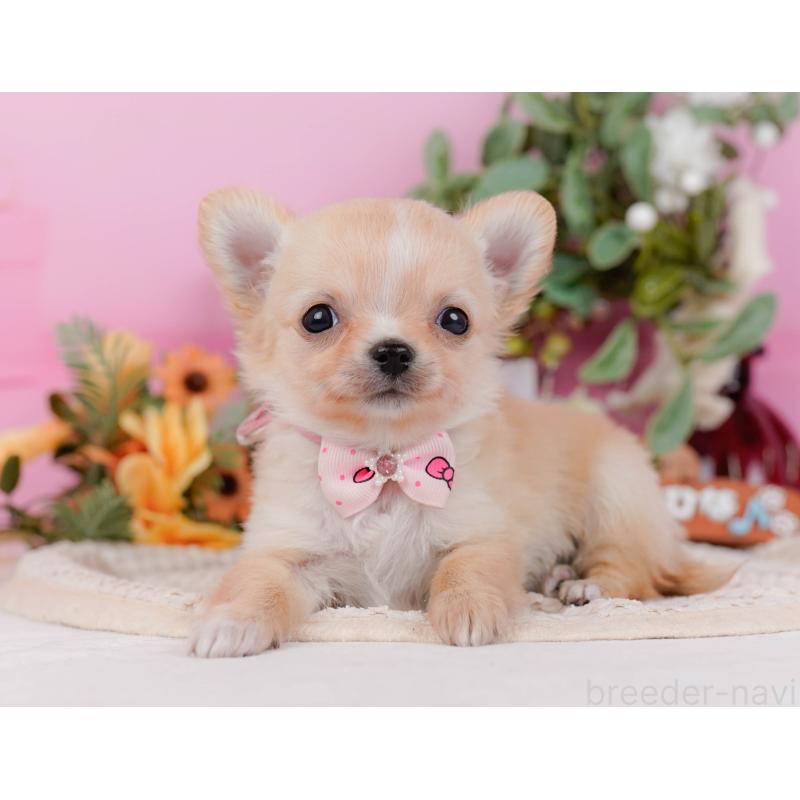 販売中の神奈川県のチワワ(ロングコート)-430045の6枚目