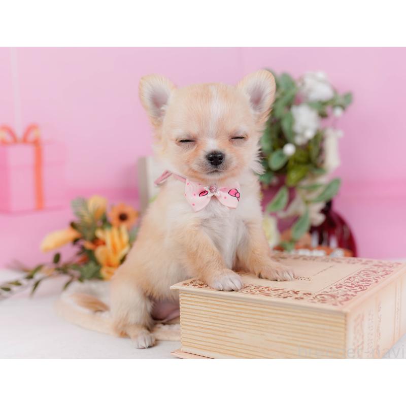 販売中の神奈川県のチワワ(ロングコート)-430045の5枚目