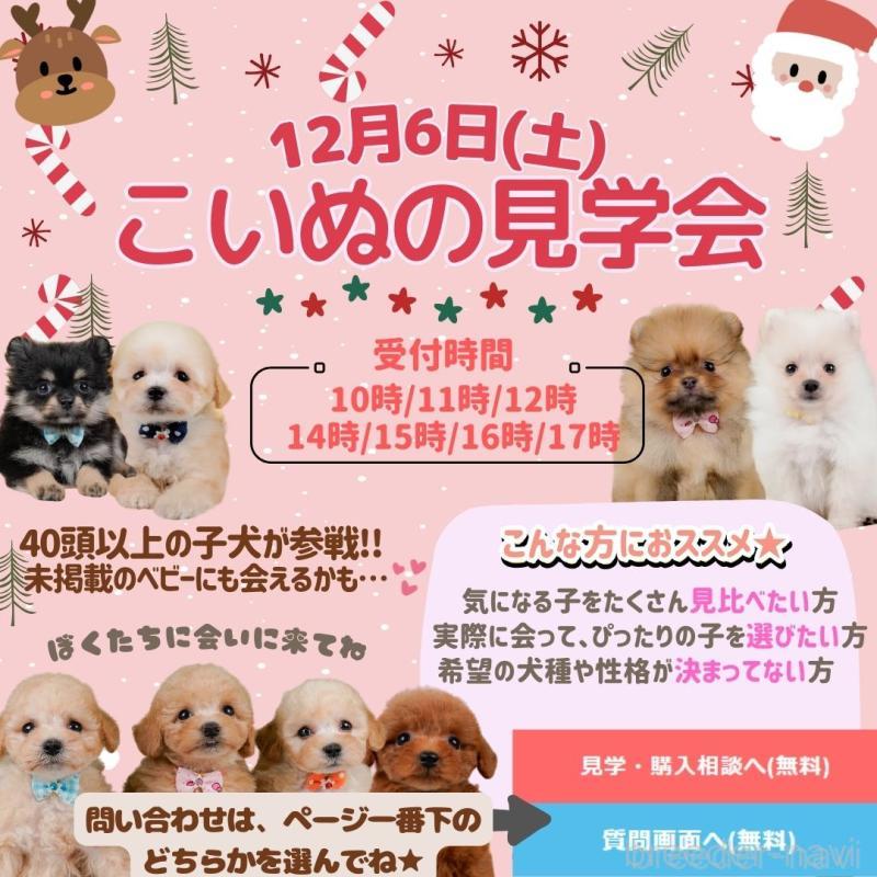 販売中の神奈川県のチワワ(ロングコート)-430046の21枚目