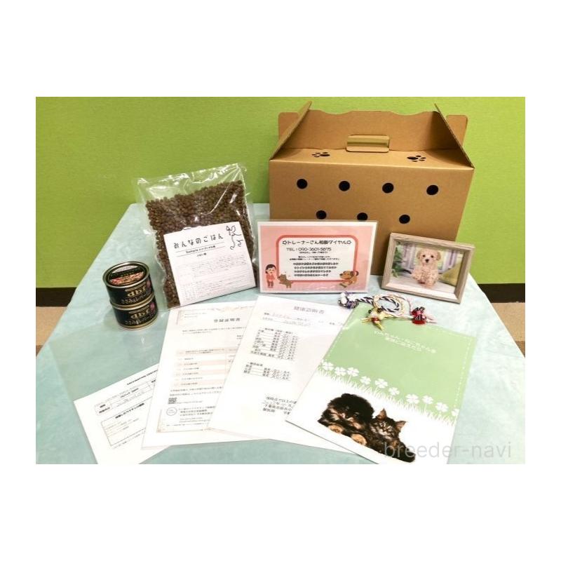 販売中の神奈川県のチワワ(ロングコート)-430046の16枚目