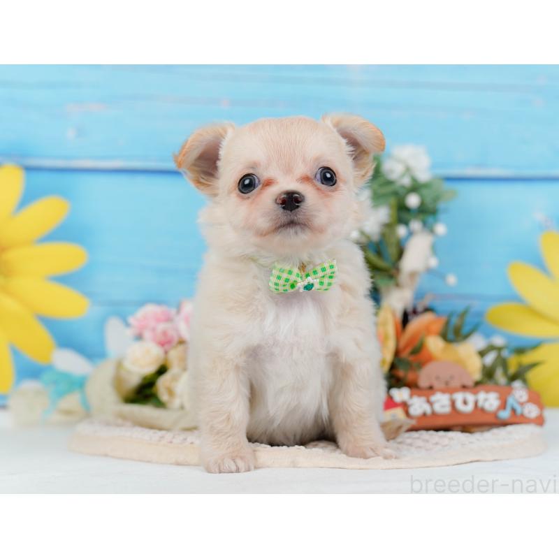 販売中の神奈川県のチワワ(ロングコート)-430046の12枚目