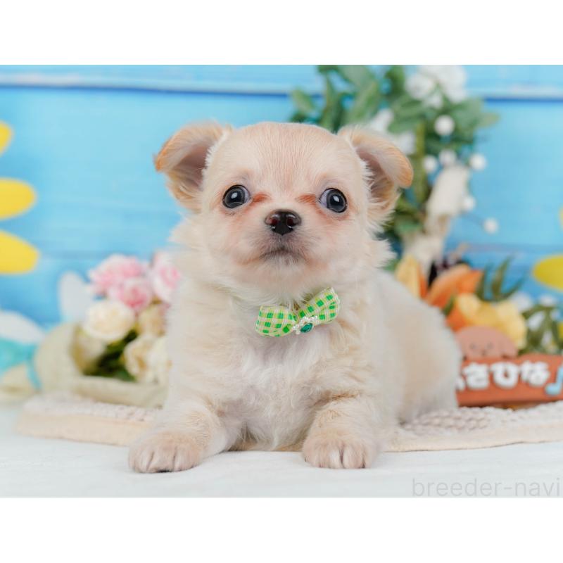 販売中の神奈川県のチワワ(ロングコート)-430046の11枚目