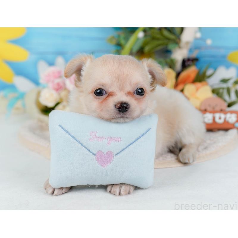 販売中の神奈川県のチワワ(ロングコート)-430046の6枚目