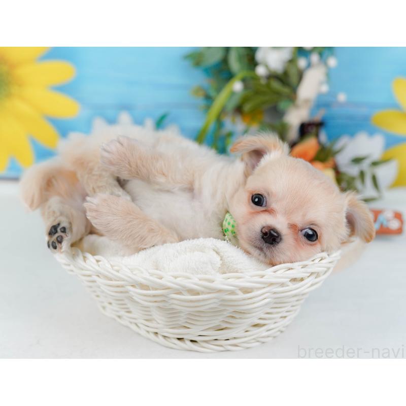 販売中の神奈川県のチワワ(ロングコート)-430046の5枚目