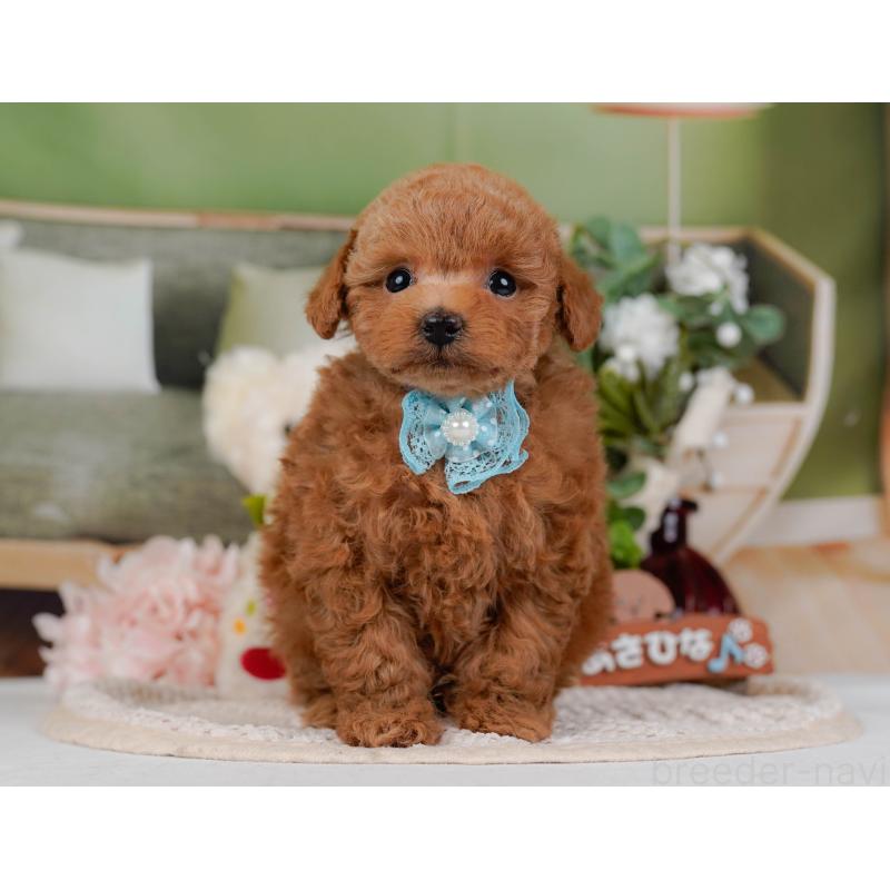 販売中の神奈川県のトイプードル-430050の12枚目