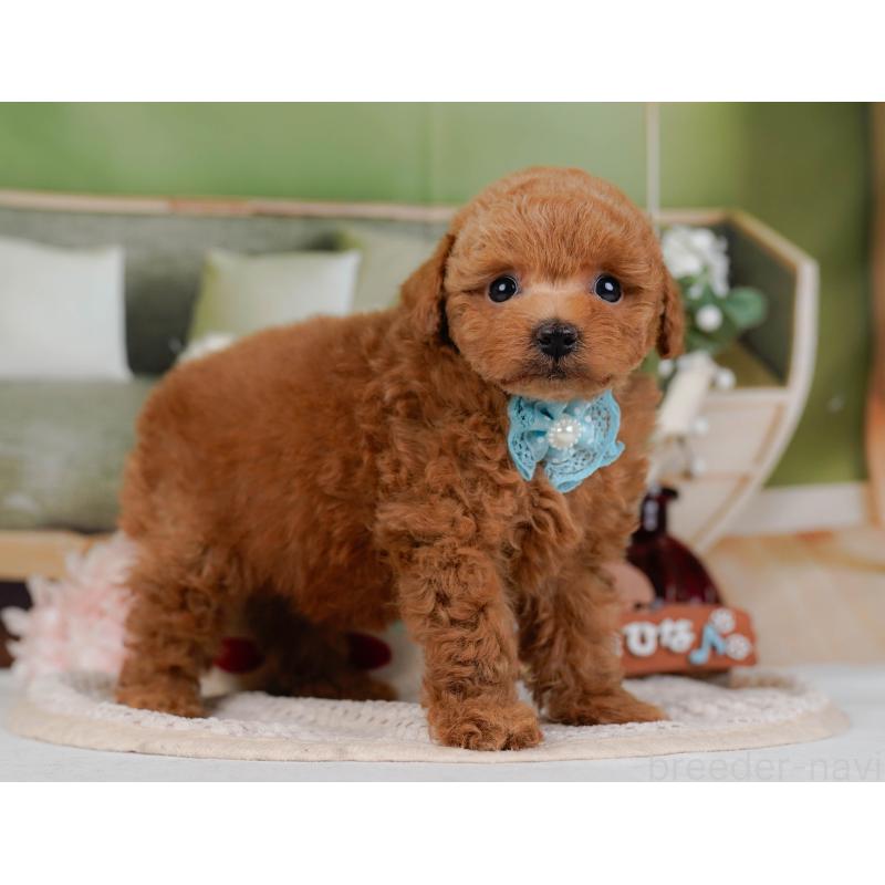 販売中の神奈川県のトイプードル-430050の10枚目