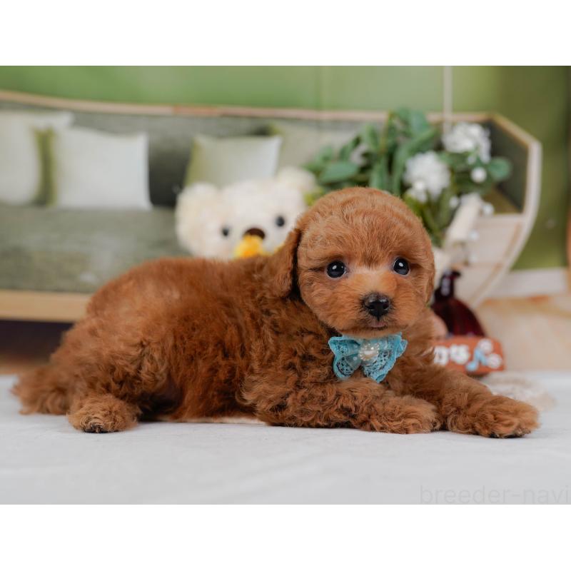 販売中の神奈川県のトイプードル-430050の9枚目