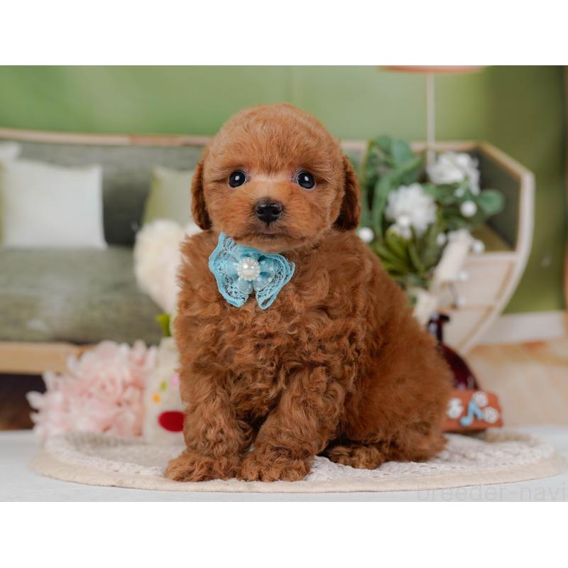 販売中の神奈川県のトイプードル-430050の8枚目