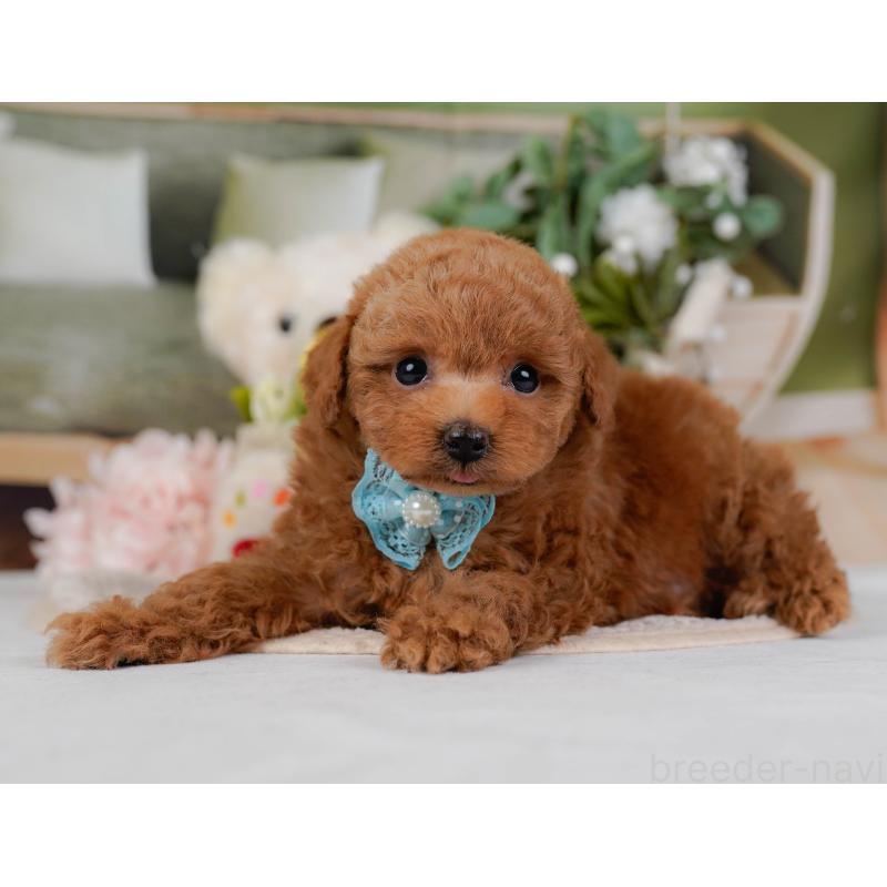 販売中の神奈川県のトイプードル-430050の7枚目