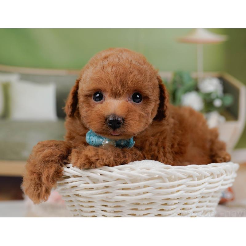 販売中の神奈川県のトイプードル-430050の6枚目