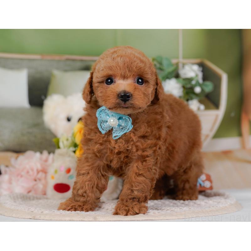 販売中の神奈川県のトイプードル-430050の5枚目