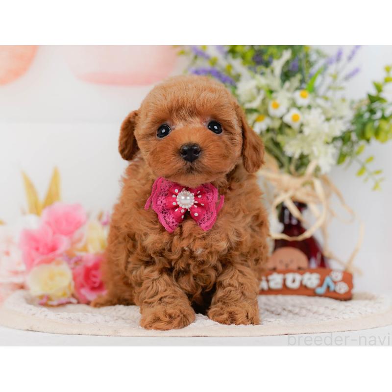 販売中の神奈川県のトイプードル-430051の12枚目