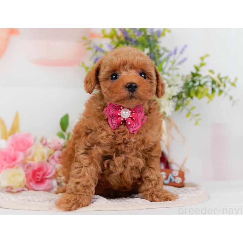 販売中の神奈川県のトイプードル-430051の11枚目