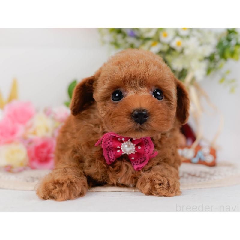 販売中の神奈川県のトイプードル-430051の10枚目