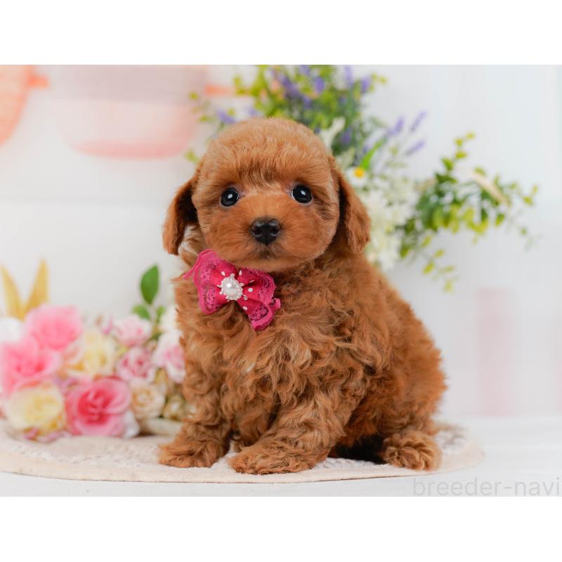 販売中の神奈川県のトイプードル-430051の9枚目