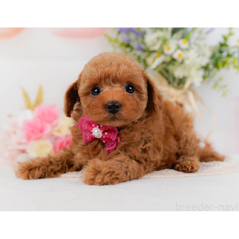 販売中の神奈川県のトイプードル-430051の8枚目