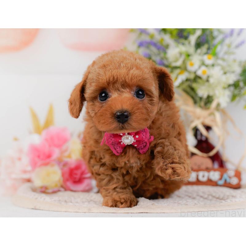 販売中の神奈川県のトイプードル-430051の7枚目