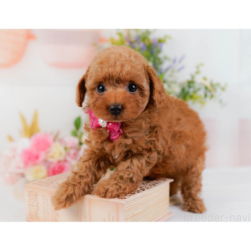 販売中の神奈川県のトイプードル-430051の6枚目