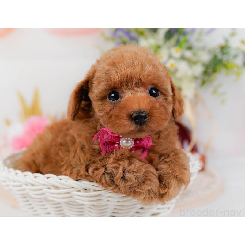 販売中の神奈川県のトイプードル-430051の5枚目