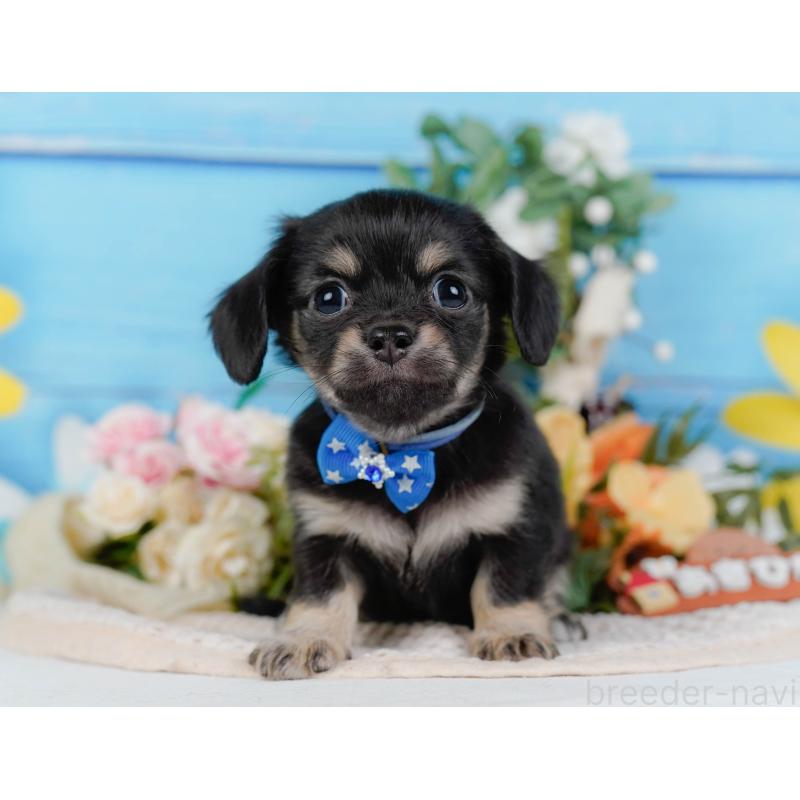 販売中の神奈川県のチワックス:チワワ×ミニチュアダックスフンド-430053の12枚目