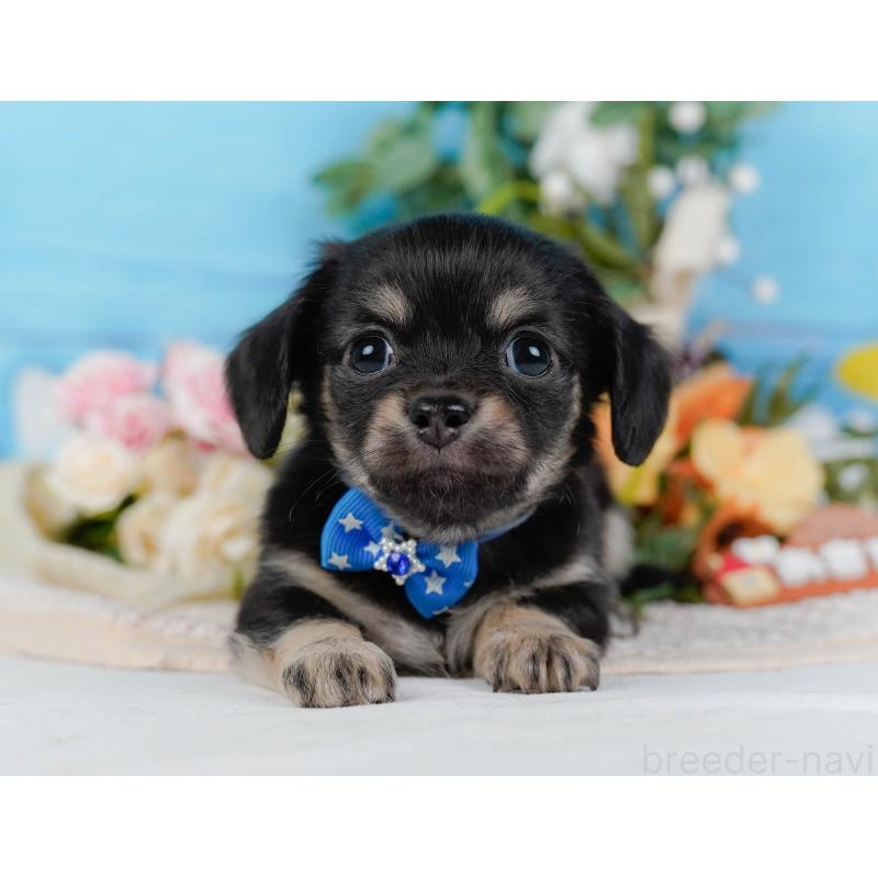 販売中の神奈川県のチワックス:チワワ×ミニチュアダックスフンド-430053の11枚目