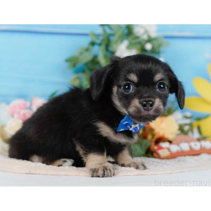 販売中の神奈川県のチワックス:チワワ×ミニチュアダックスフンド-430053の10枚目