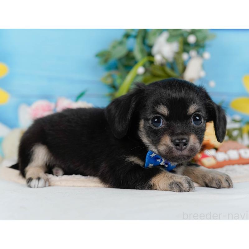 販売中の神奈川県のチワックス:チワワ×ミニチュアダックスフンド-430053の9枚目