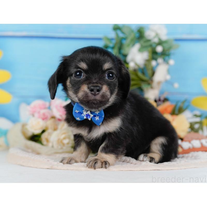 販売中の神奈川県のチワックス:チワワ×ミニチュアダックスフンド-430053の8枚目