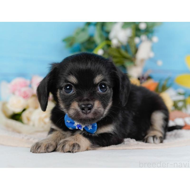 販売中の神奈川県のチワックス:チワワ×ミニチュアダックスフンド-430053の7枚目