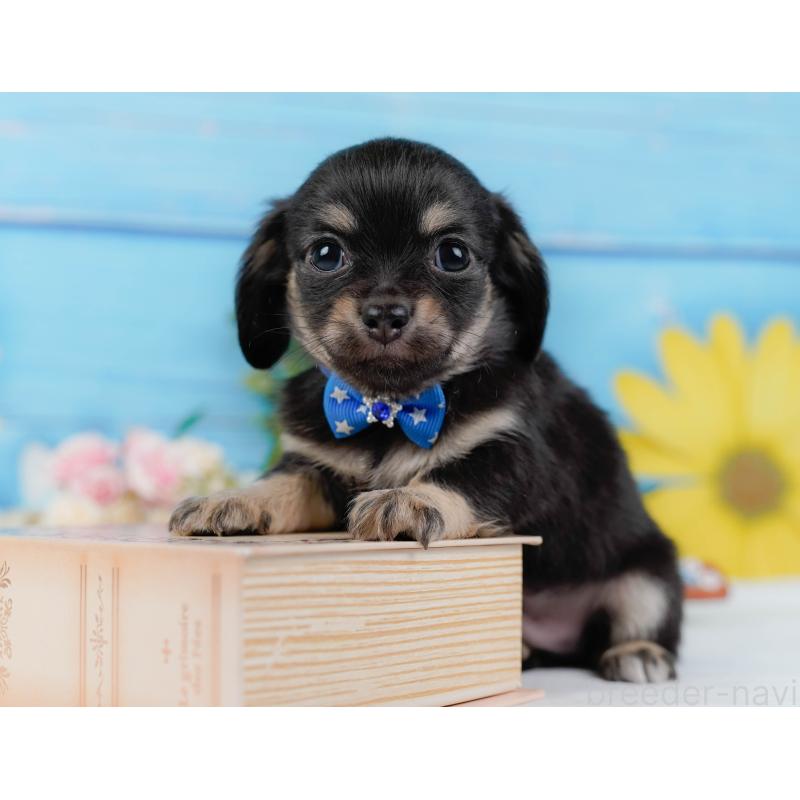 販売中の神奈川県のチワックス:チワワ×ミニチュアダックスフンド-430053の6枚目