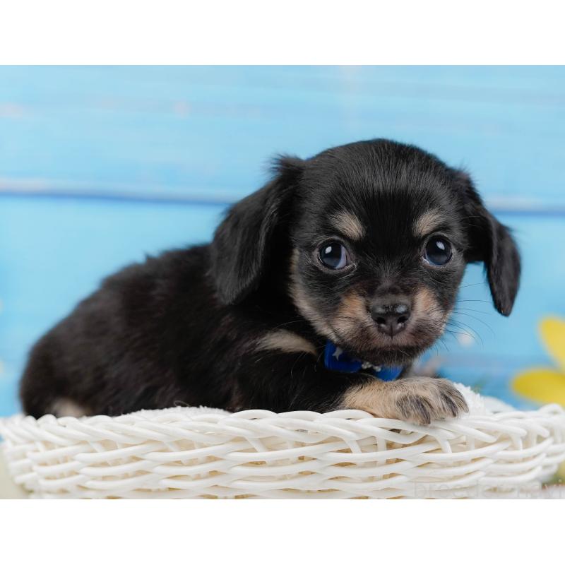 販売中の神奈川県のチワックス:チワワ×ミニチュアダックスフンド-430053の5枚目