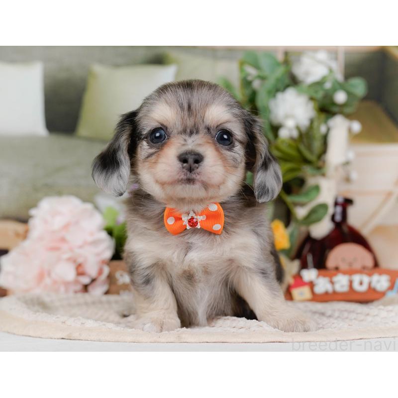 販売中の神奈川県のチワックス:チワワ×ミニチュアダックスフンド-430057の12枚目