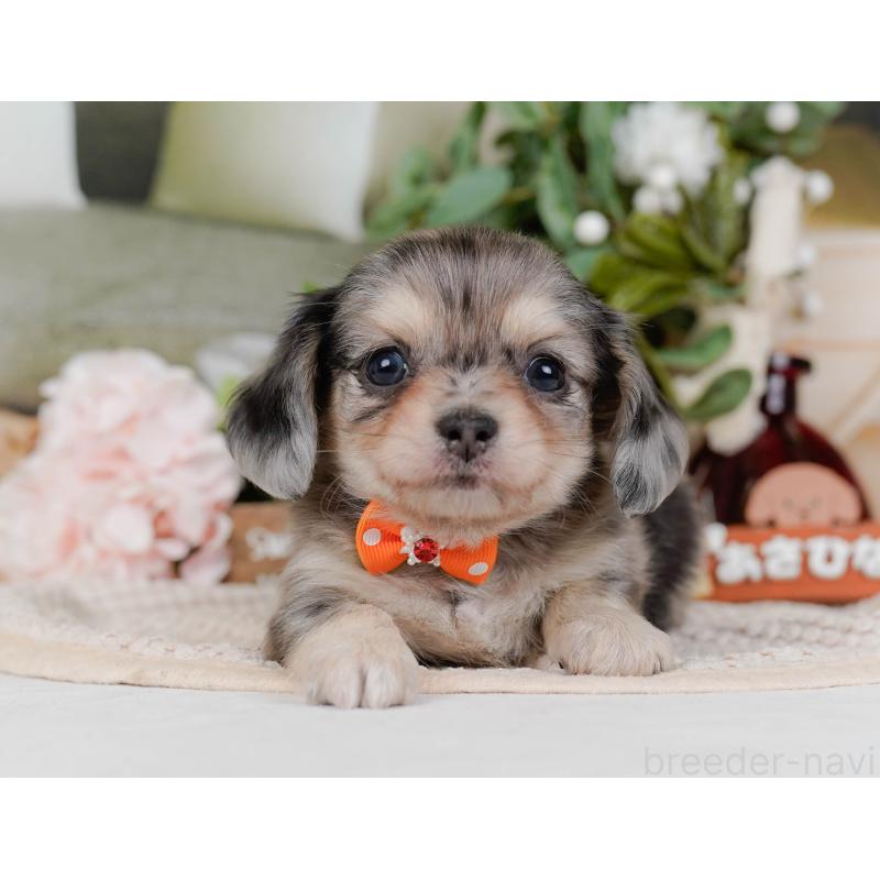 販売中の神奈川県のチワックス:チワワ×ミニチュアダックスフンド-430057の11枚目