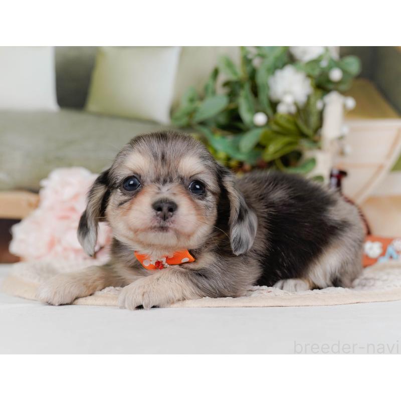 販売中の神奈川県のチワックス:チワワ×ミニチュアダックスフンド-430057の8枚目