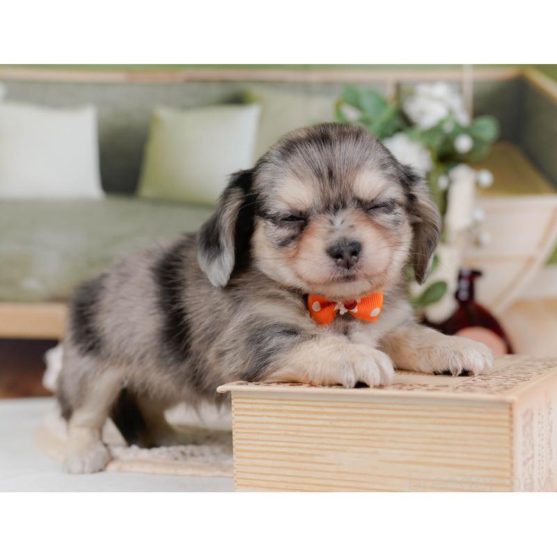 販売中の神奈川県のチワックス:チワワ×ミニチュアダックスフンド-430057の7枚目